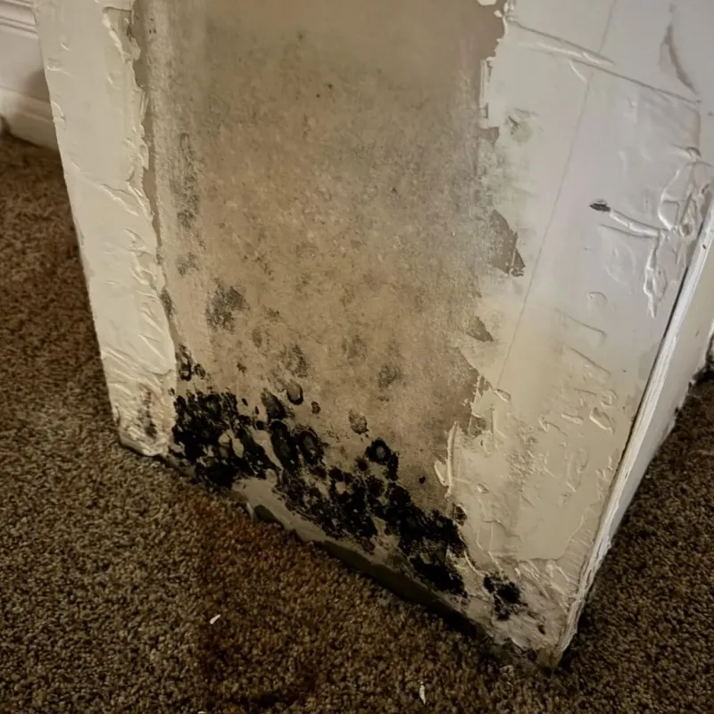 Professional Mold Removal in Fletcher, OK